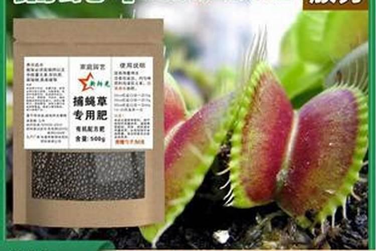 捕蝇草的养殖方法和注意事项