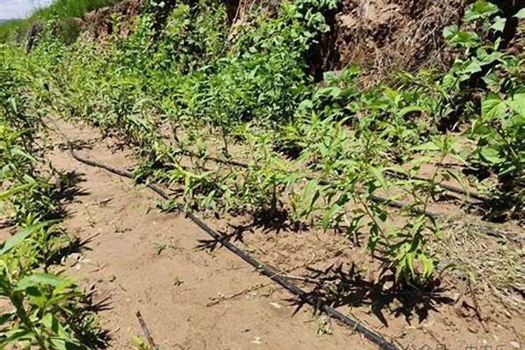 榆树下山桩的栽培技巧,根部怎么处理