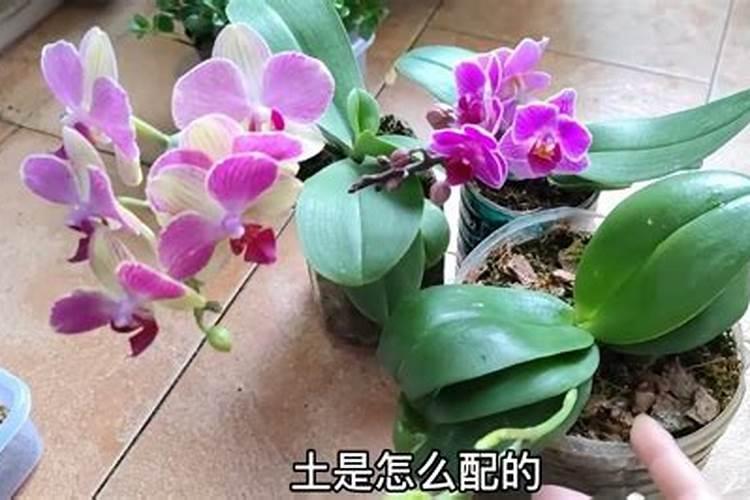 马铃薯施什么肥最好