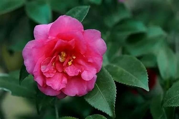 茶梅花施什么肥最好