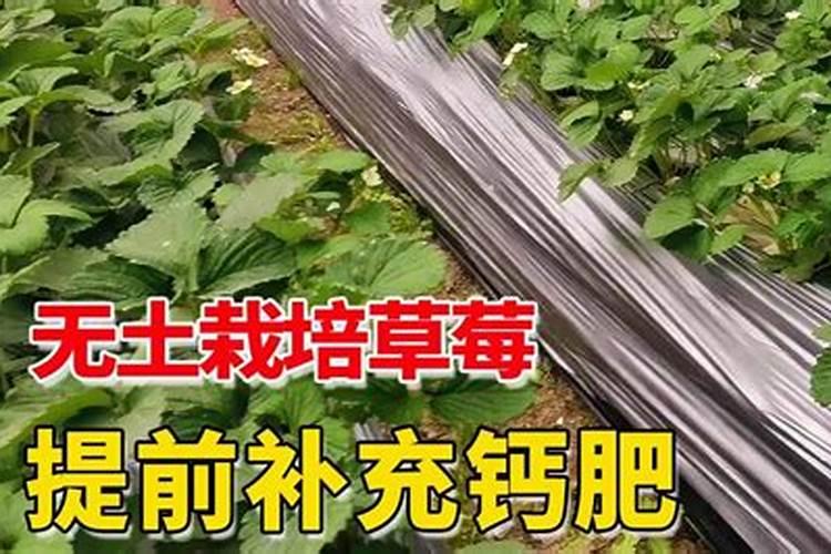 种花生用什么肥料最好高产