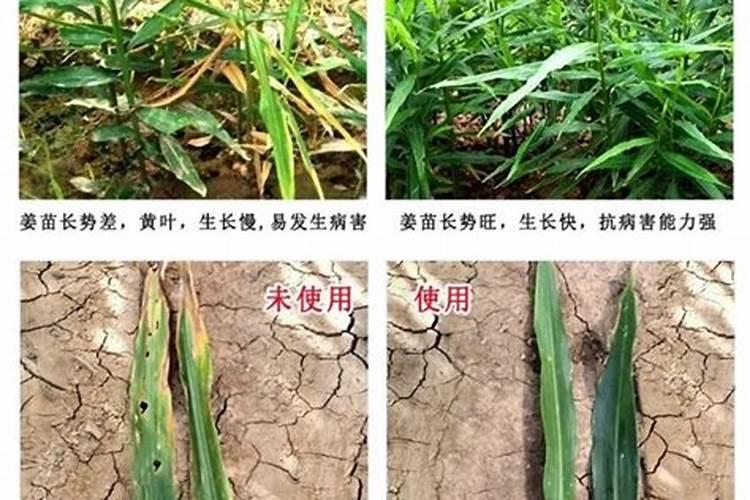 生姜怎样追肥比较好