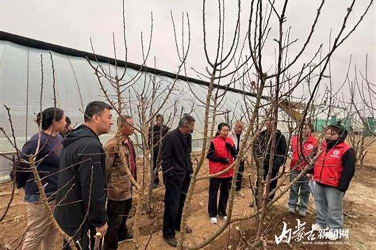 油桃种植技术视讯