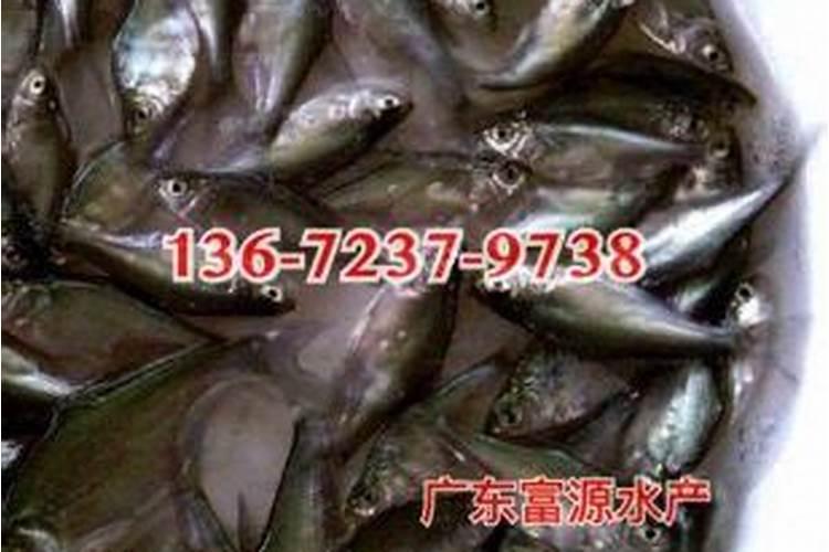 桂林阳朔的啤酒鱼为什么那么出名？