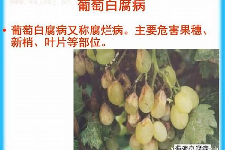 怎样给葡萄树提高坐果率？