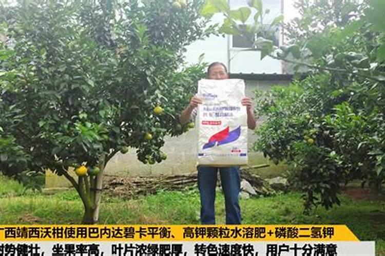 贡菜生长旺盛期会开裂怎回事