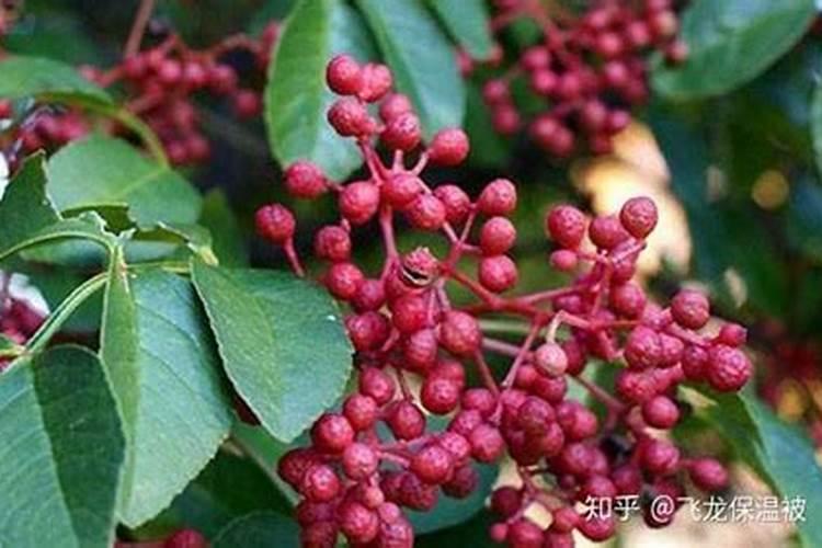 花椒树上什么肥料