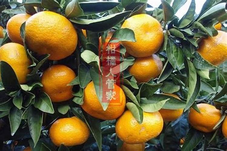 柑橘树冬季喷雾什么药