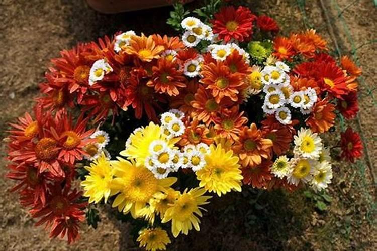 菊花开花时施什么肥