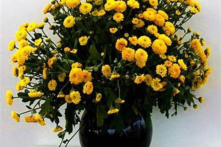 什么是切花菊施肥技术？