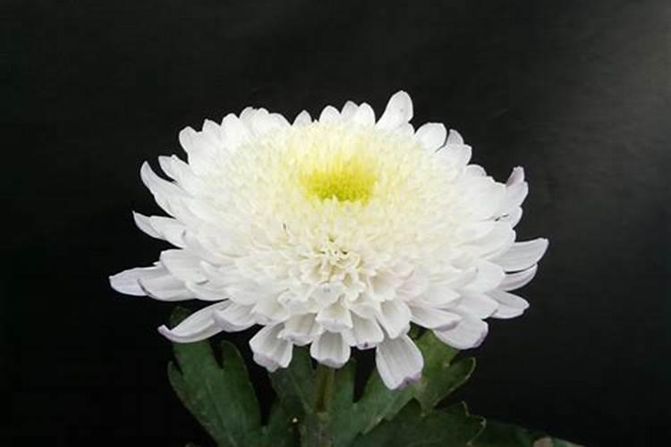 什么是盆栽菊花施肥技术？