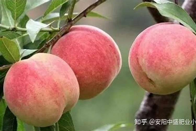 栽植三年的桃树为何无花芽？桃树要怎么管理才能早结果？