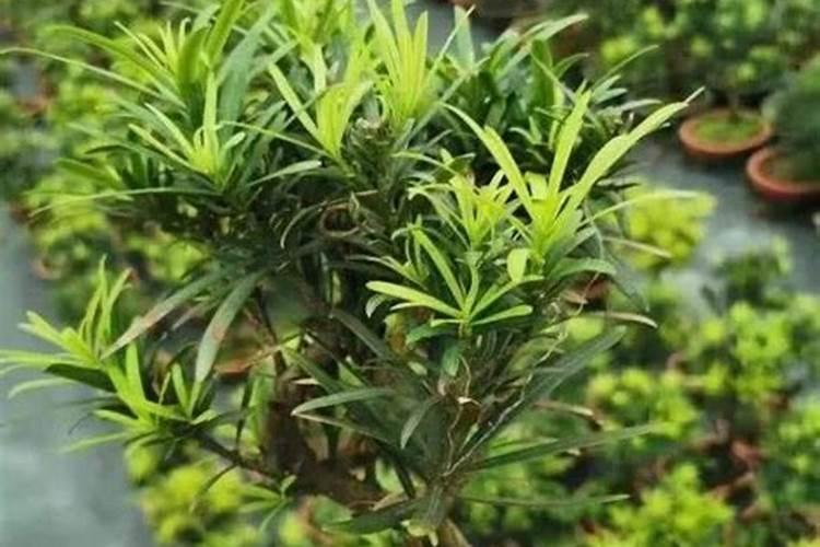 罗汉松怎么施肥 罗汉松施肥时间和方法