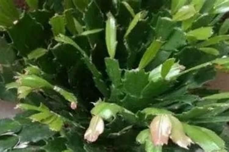 蟹爪兰花落后用什么肥