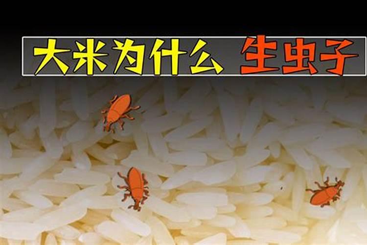 生虫的大米怎么沤肥