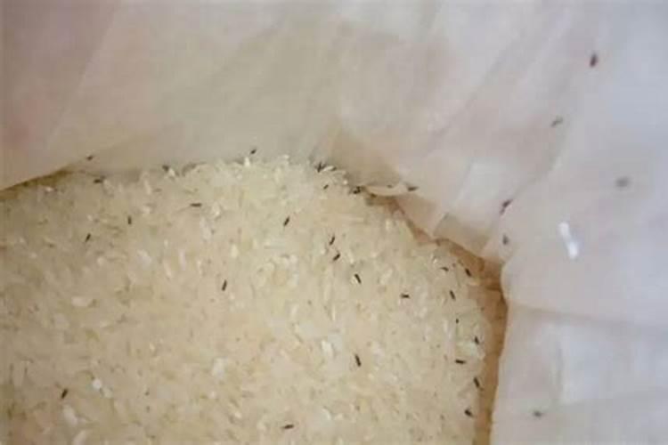 生虫的大米怎么沤肥
