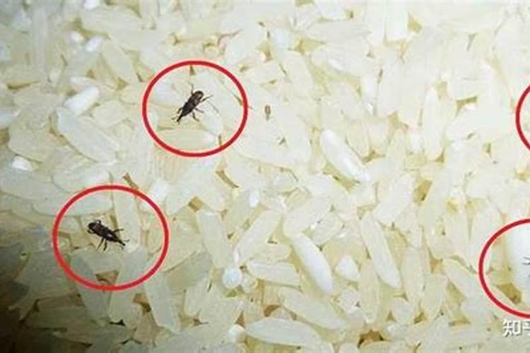 我家有个几斤大米长虫了,扔了怪可惜的,能当花肥吗