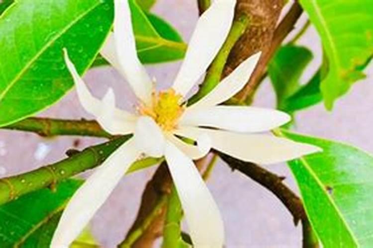 白兰花用什么肥料最好(白兰花怎么施肥长得快开花多)