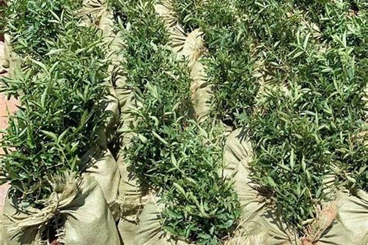 花椒可以施复合肥料吗 注意事项有哪些