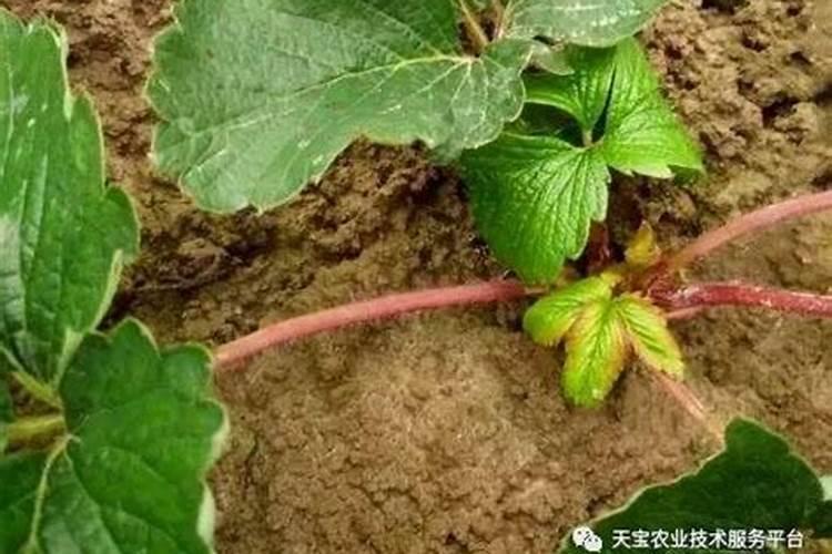 草莓开花结果期施什么肥