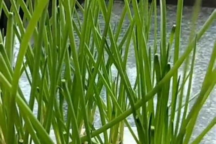 ...水培并不难,掌握种植技巧很简单:如何才能种好水培蔬菜？