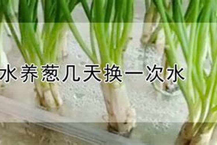 请问水培葱,可以在水里加点土或加点肥料当营养液吗？