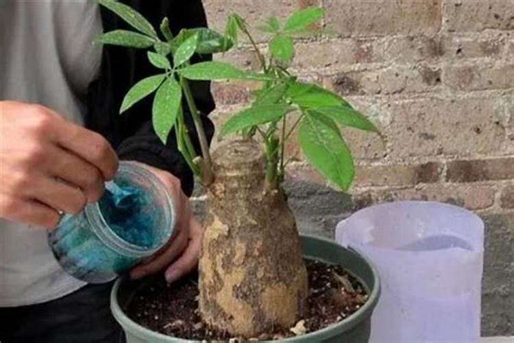 玉米几叶期怎么区分