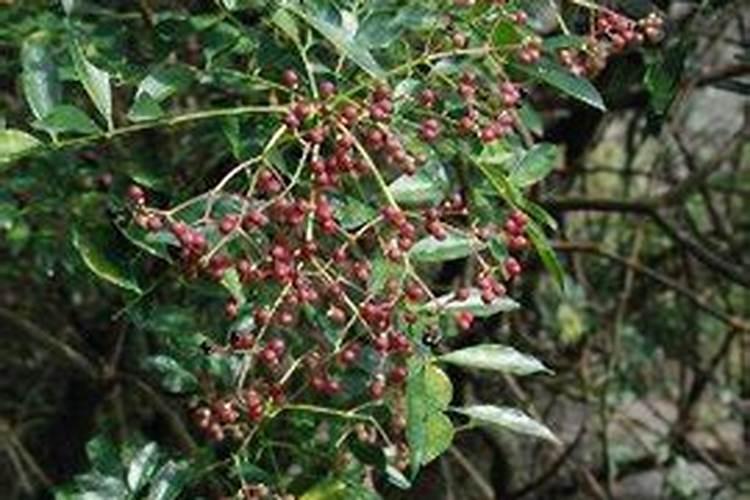 九叶青花椒醒苞方法