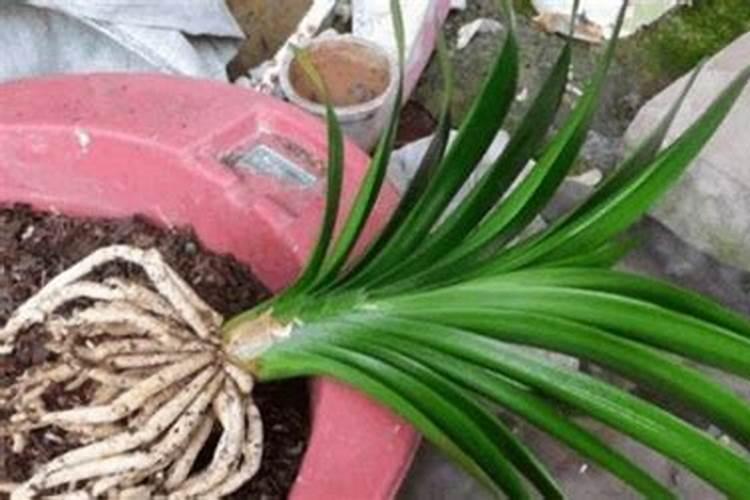 用什么肥料浇灌君子兰长得快