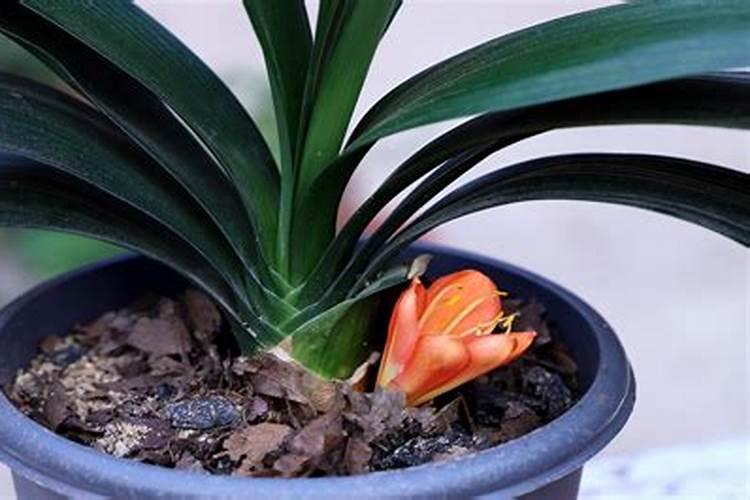 君子兰用什么肥料,怎么配制