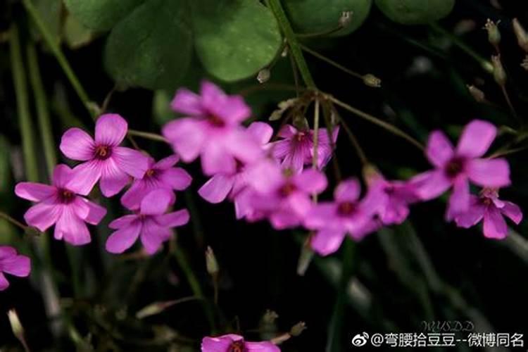 盆栽百合花怎么养