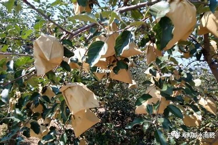 果树光开花不结果怎么回事？三点教你从根部解决