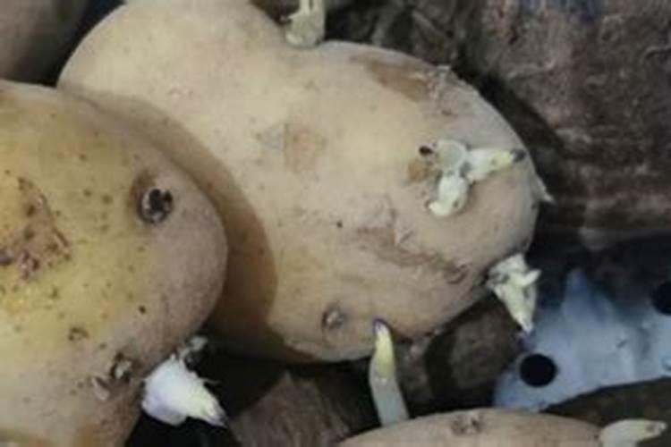 巧棵力水溶肥里面钾的成分高吗,膨果效果怎么样？