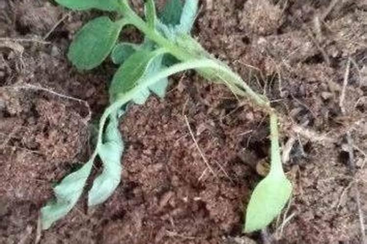 橘子树只开花不结果是怎么回事儿