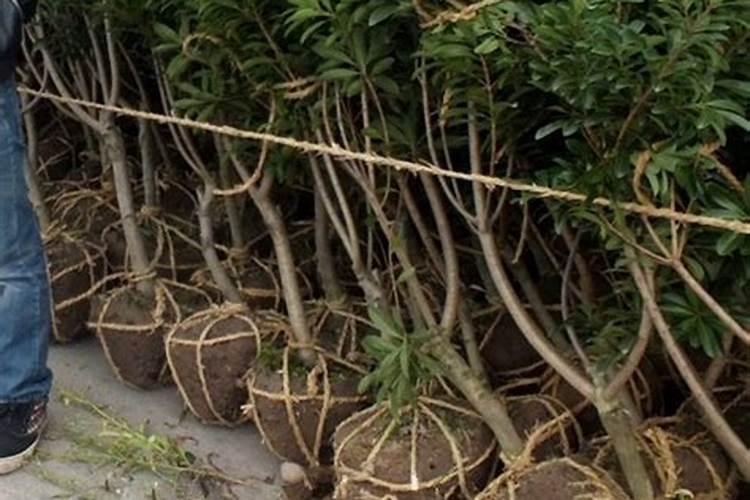 当年移种的三年杨梅树苗要施肥吗