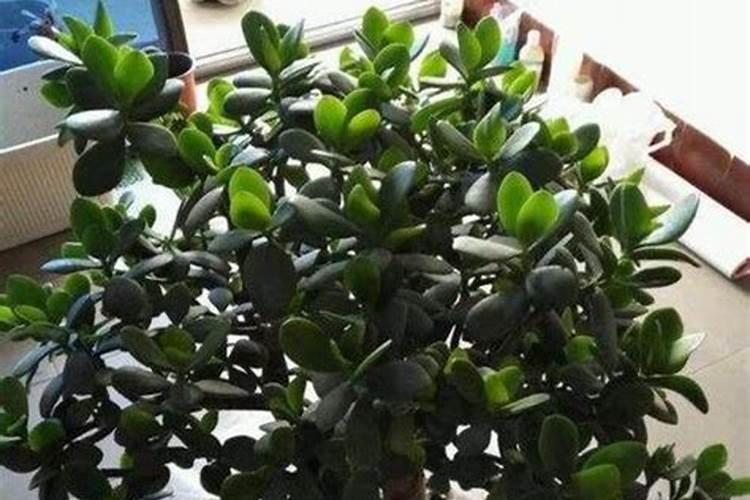 想要促进玉树生长,应该如何进行施肥？