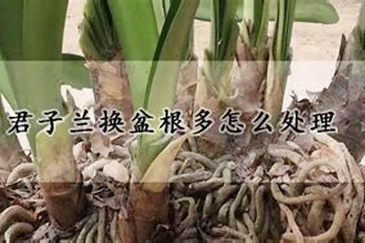 才换盆的盆栽要浇水吗