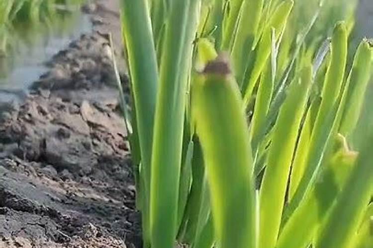 大棚韭菜出现黄叶怎么解决
