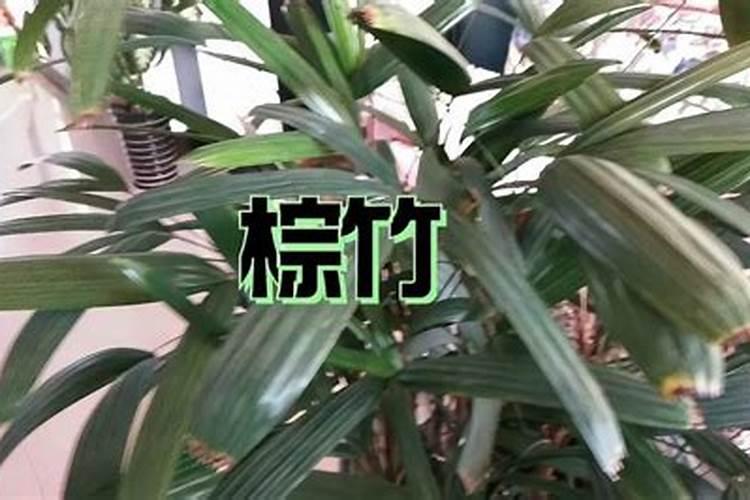盆栽棕竹浇水施肥技巧