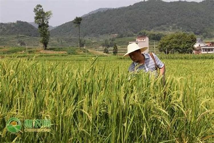 水稻施肥过多会导致什么现象