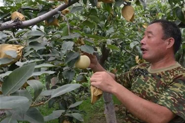 果树用糖醇钙和海澡钙哪种好