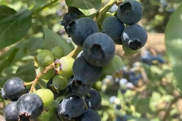 家里种菜多久施肥一次 家里种菜施肥方法