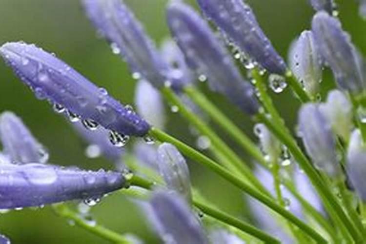 兰花什么时候施肥最好,兰花施肥用什么肥最好(氮磷钾肥)
