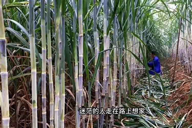 韭黄浇水的正确方法 韭黄浇水的正确方法是什么