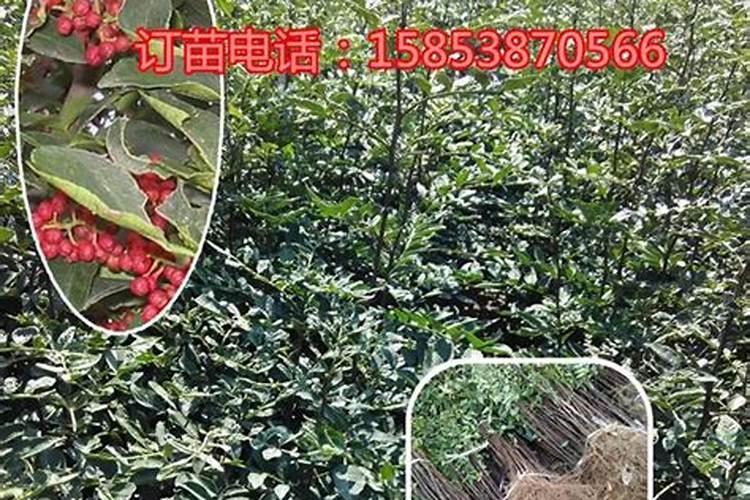 花椒树幼苗能施叶面肥吗