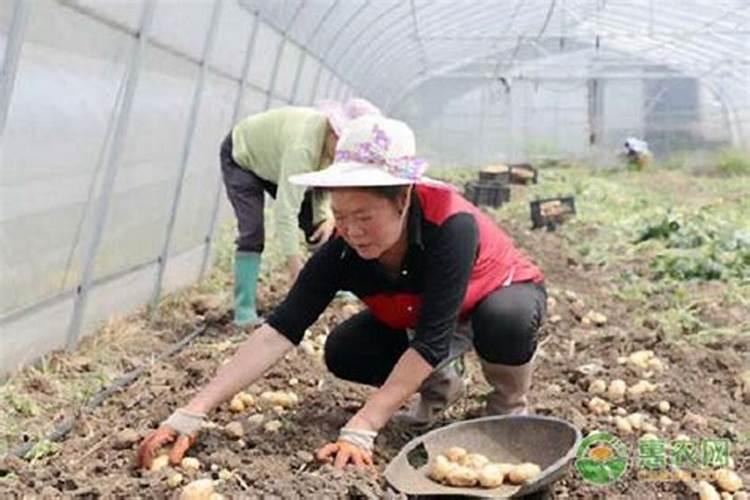大棚种植土豆的过程中,怎么做才能抑制徒长现象？