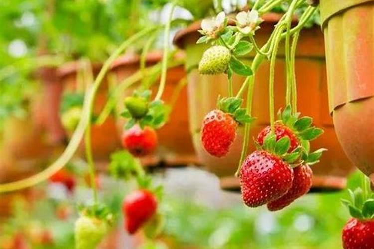 草莓在开花的时候施什么肥料