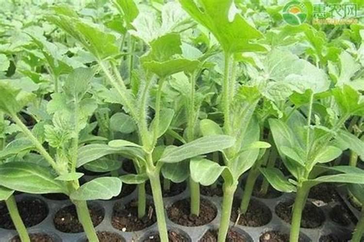 西瓜苗用什么肥料生根快 西瓜苗几月份开始育苗
