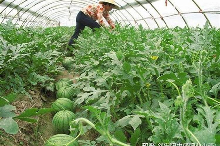 西瓜苗用什么肥料生根快西瓜苗几月份开始育苗