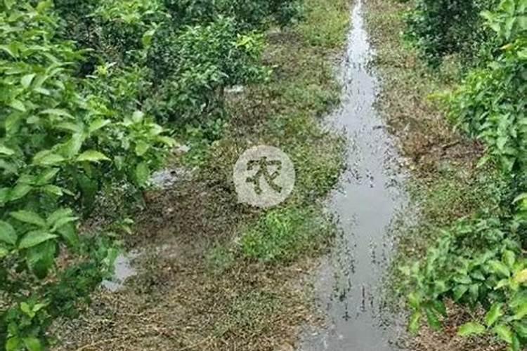 柑橘裂果是什么原因？柑橘裂果有哪些防治措施？